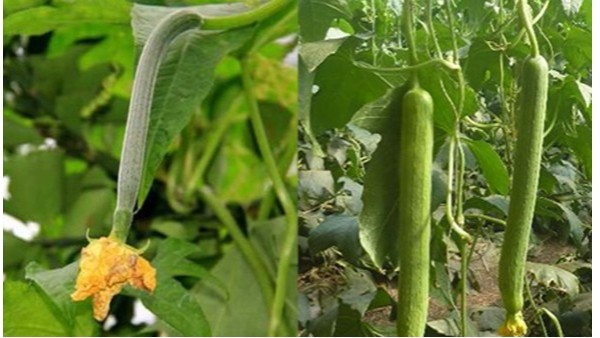 丝瓜种植怎样根深苗壮？丝瓜用什么肥料更健康？