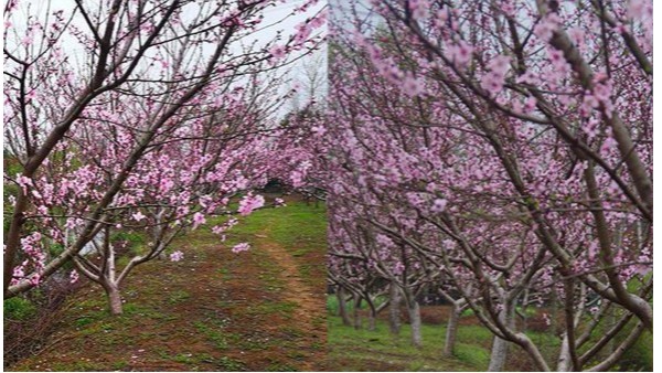 桃树用什么肥料开花质量好？桃树怎么施肥坐果多？