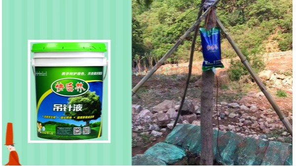 湖南永州苏经理用快活林大树专用营养液，朋友也都跟着用