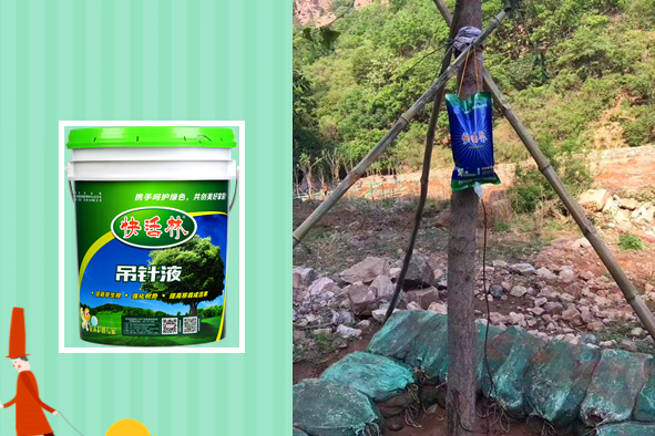 湖南永州苏经理用快活林大树专用营养液，朋友也都跟着用