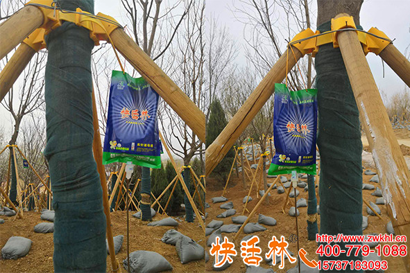 只因成活高，河南焦作郑经理绿化工程常年常备快活林大树吊针液