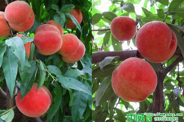 桃树都开始开花了，桃树管理怎么做产量高？