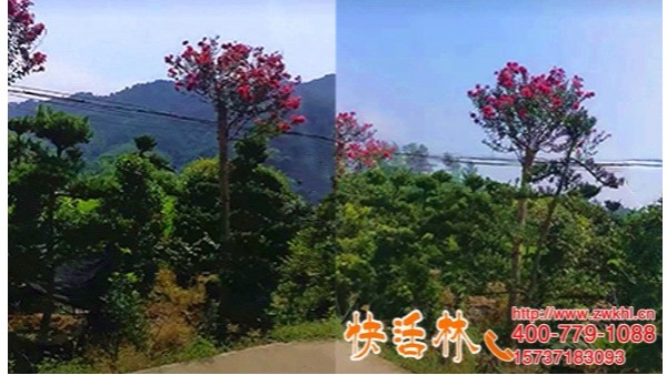 绿化工程求购大树移栽生根液，重庆邱经理遇到快活林养护特别省心