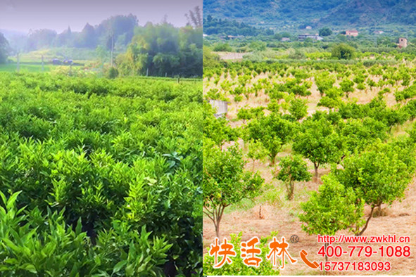 四川自贡陈经理柑橘树用快活林果树生根粉成活高长得还快