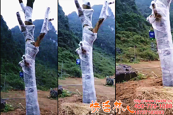 广西南宁张经理用快活林大树移栽吊针液给大荔枝树养护恢复非常快