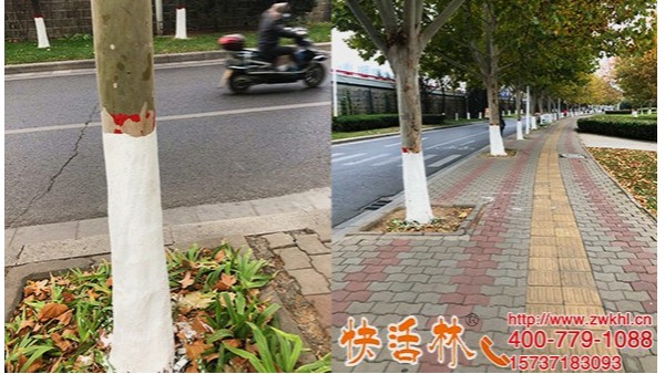 城市树木涂白用快活林涂白剂行道树喷涂使用质量过硬效率更高