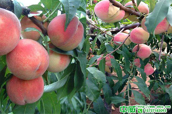 桃树科学高产追肥技巧，桃树专用肥用什么效果好？