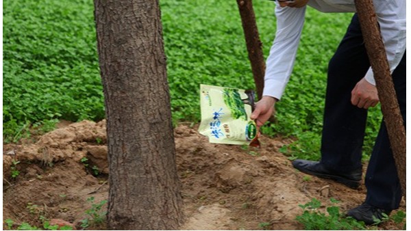 移栽大树怎么用生根粉养护？生根粉怎么用效果好？