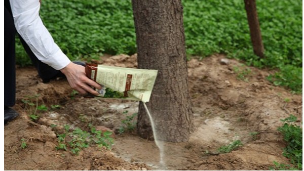 绿化树木移栽怎么生根比较快？生根粉的用法怎么用效果好？