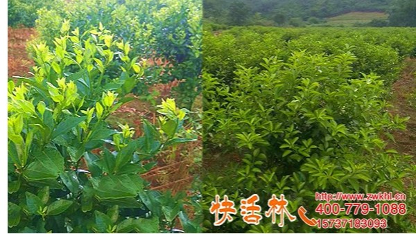植物生根关系大，四川内江孙经理柑橘用快活林养根半月恢复旺盛
