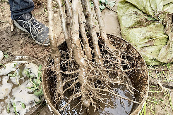 苗木蘸泥浆栽种