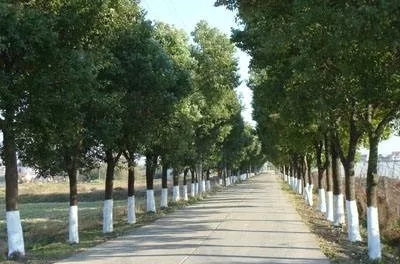 中威快活林果树树干涂白剂400-779-1088