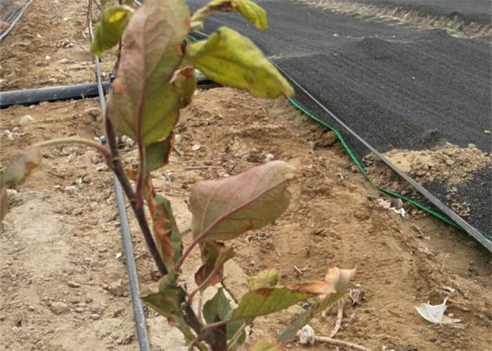 果树生根剂多少钱一瓶，新疆200亩香梨今年还要用根得劲