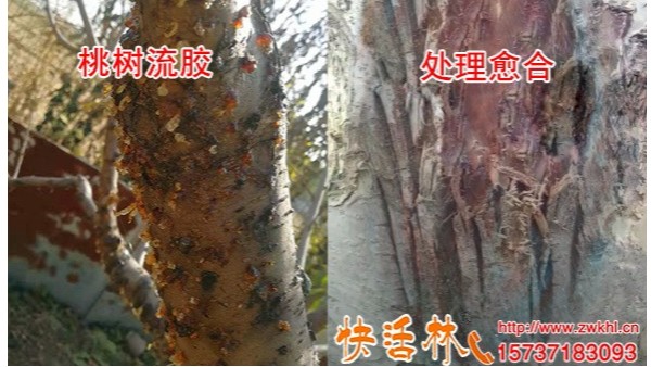 乙蒜素杀菌剂这样治疗桃树流胶病快活林指导养护立即见效