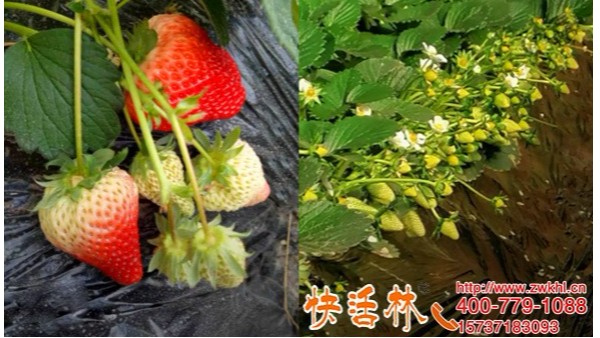 草莓冬季旺盛生长的秘密，快活林植物抗冻剂提高草莓冬季抗寒能力