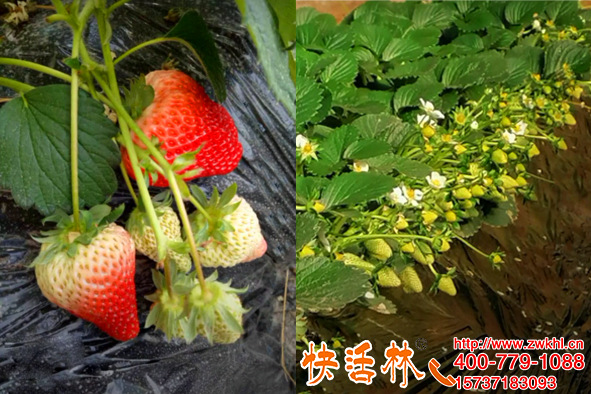 草莓冬季旺盛生长的秘密，快活林植物抗冻剂提高草莓冬季抗寒能力