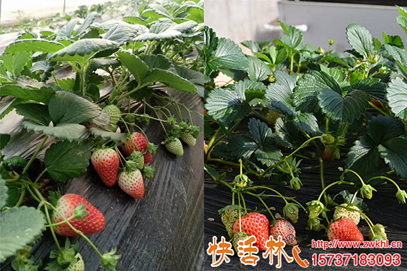 快活林果树生根剂对草莓两次效果，目测增产百分之20管理好更多