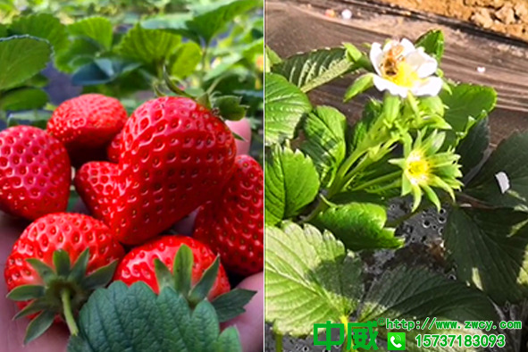 草莓施肥用什么肥料，草莓怎么用肥味道更甜