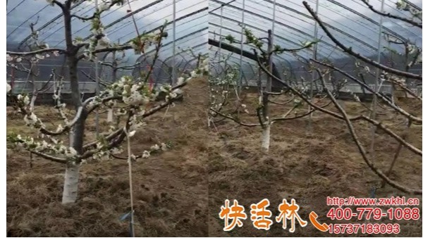 是什么原因让浙江杭州林经理樱桃树每年都用快活林果树涂白剂