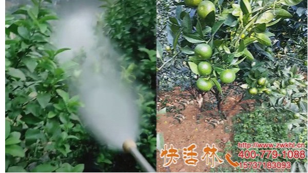 上海强力植物抗冻剂选快活林，柑橘防冻保鲜提高抗冻能力