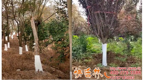 快活林可喷涂型树干涂白剂制作方法不简单高效施工更方便