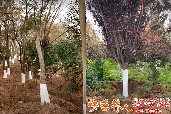 快活林可喷涂型树干涂白剂制作方法不简单高效施工更方便