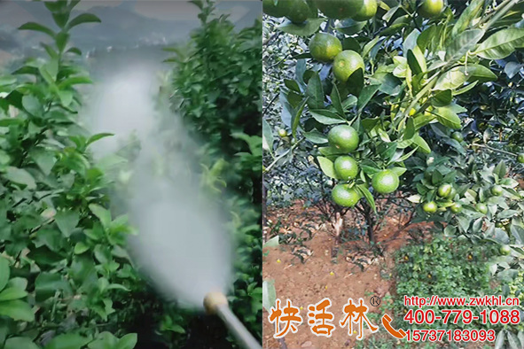 上海强力植物抗冻剂选快活林，柑橘防冻保鲜提高抗冻能力