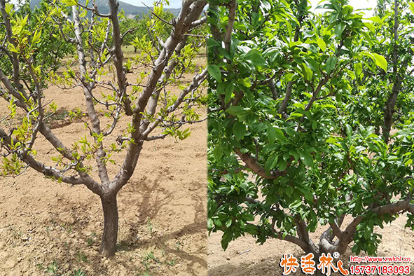 快活林桃树生根剂养护