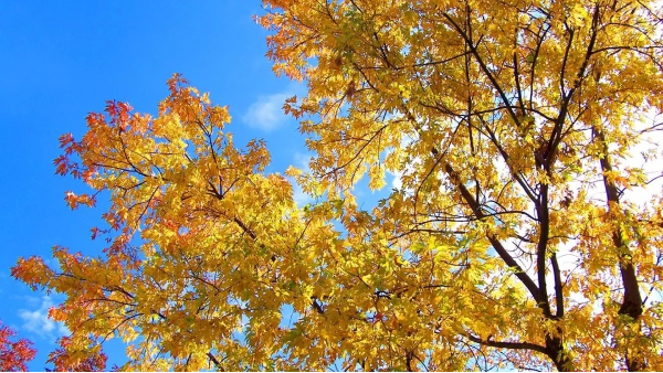 敲黑板，知识点来了！园林树木秋季栽植何时为宜？