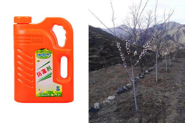 果树防冻剂有哪些，周经理50亩杏花扛过了倒春寒