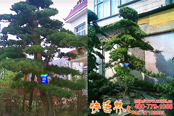 云南昭通刘经理大树浇水多掉叶，挂快活林树营养液恢复了