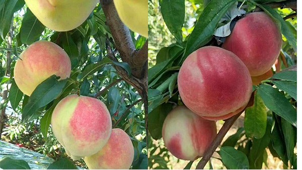 桃树怎么养护长得好？桃树专用生根剂用什么好？