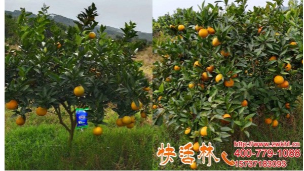 柑橘挂快活林果树营养液补充养分吸收率高膨果着色更安全