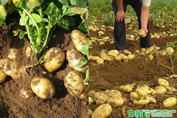 土豆怎么种高产？土豆用什么肥料怎么施肥产量高？