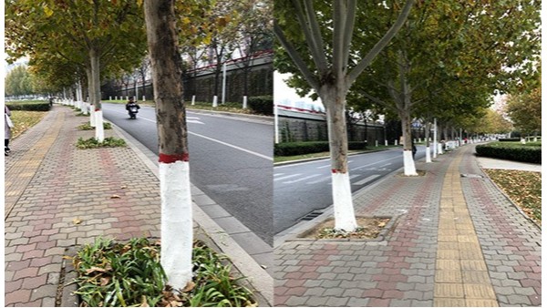 行道树用什么涂白剂效果好？树干涂白剂价格是多少？