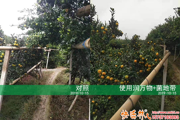 快活林柑橘菌肥使用