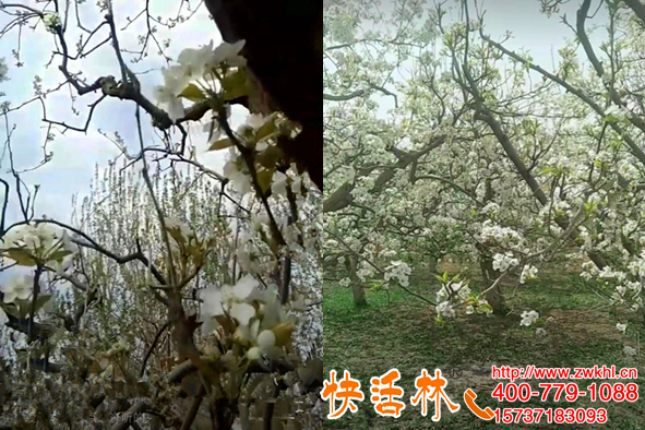 果树防冻的方法有哪些，新疆杨经理香梨花期保住了