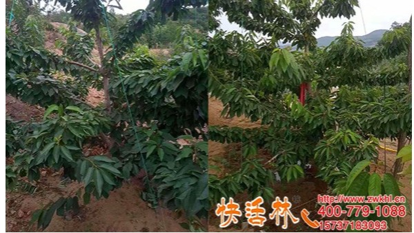 快活林果树修剪技术指导，帮助果农管理果园提高产量