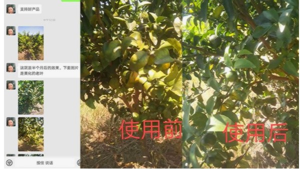 生根剂哪个牌子好，重庆孙经理橙子树不到半个月叶子就变绿