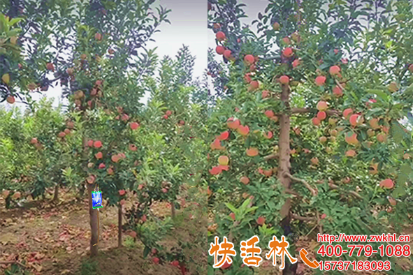宁夏银川纪经理苹果树挂快活林果树营养液黄叶也一并解决了